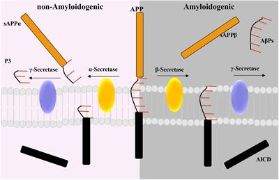 Potential Bidirectional Relationship Between Periodontitis and Alzheimer’s Disease